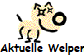 aktuelle Welpen