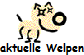 aktuelle Welpen